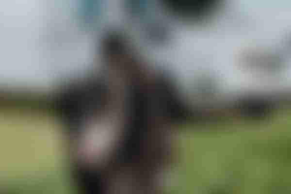Dog-Friendly Motorhome Hire
