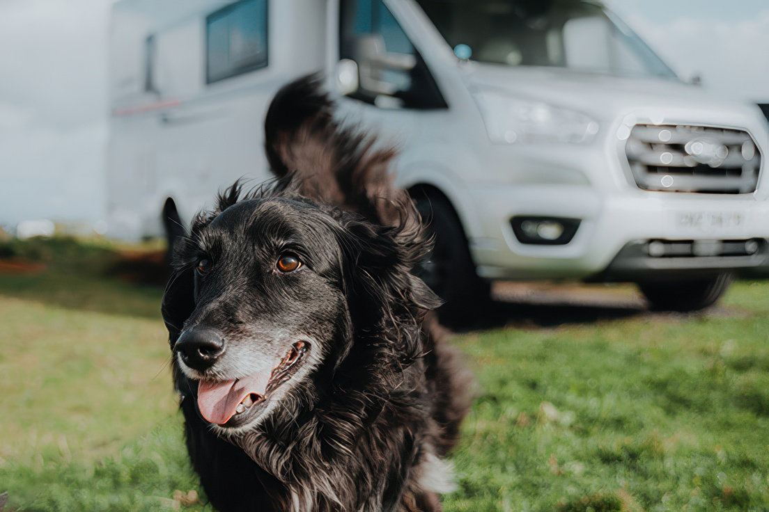 Dog-Friendly Motorhome Hire